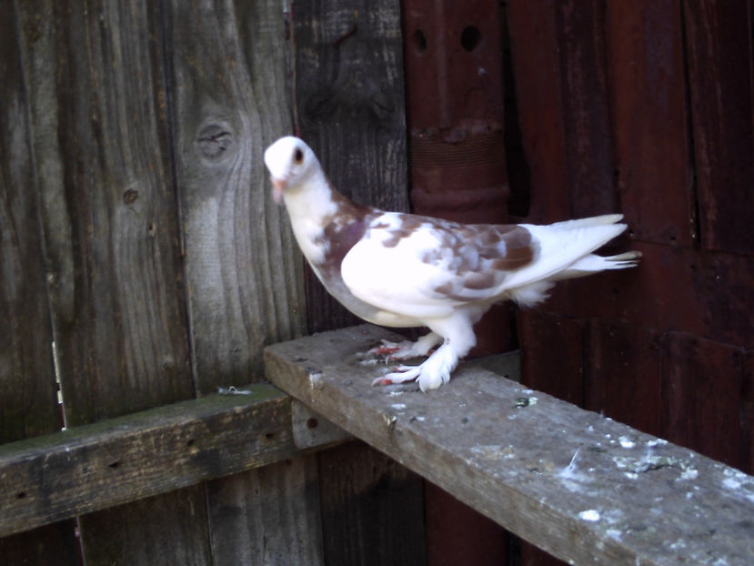 PICT0022 - Porumbei pe care nu ii mai detin