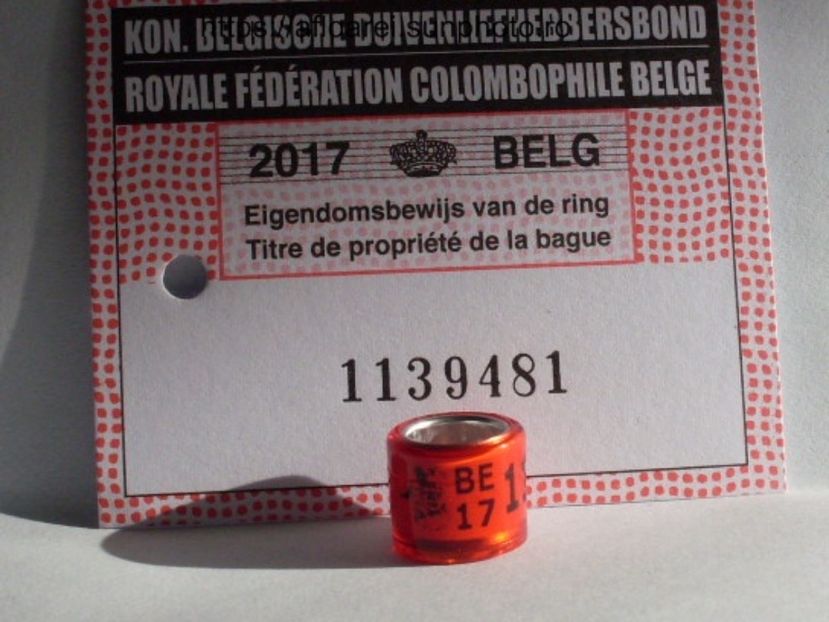 BE 17 - BELGIA-BELG