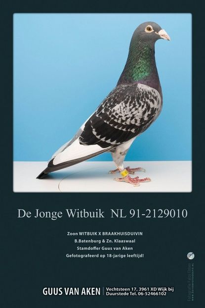 NL91-2129010; DE JONGE WITBUIK is a direct son of the famous foundation cock DE WITBUIK!!!
