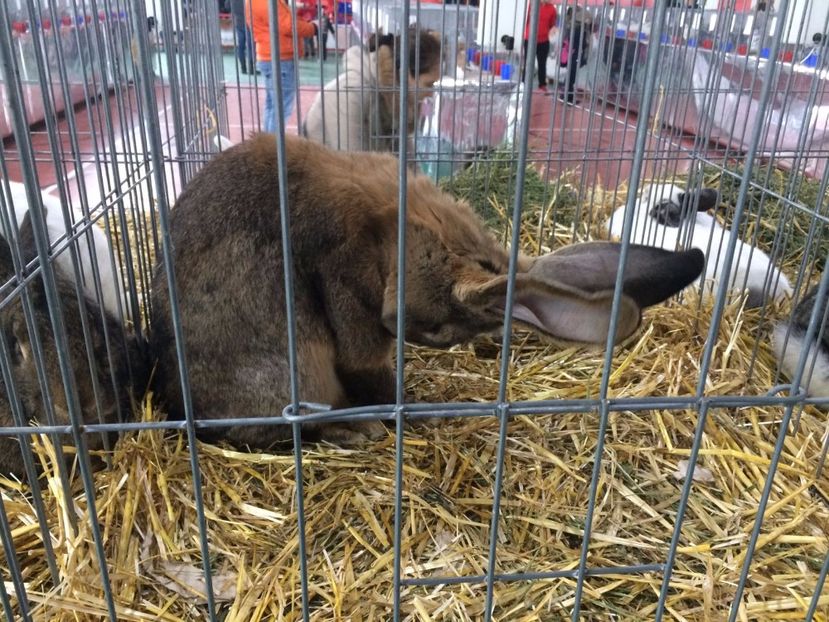 M 2   ro 94 / 2607 - 9.5 puncte