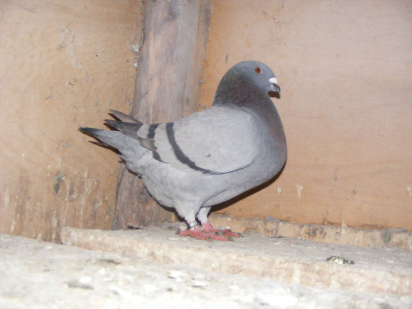 F 2016 VINDUTA FEB. 2017