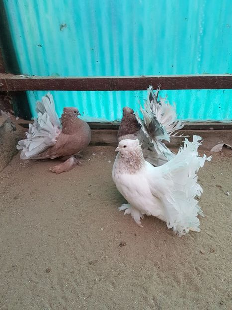  - 1 - VOLTATI INDIENI