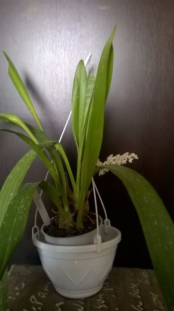  - orchidee eria hyacintodes ianuarie 2017