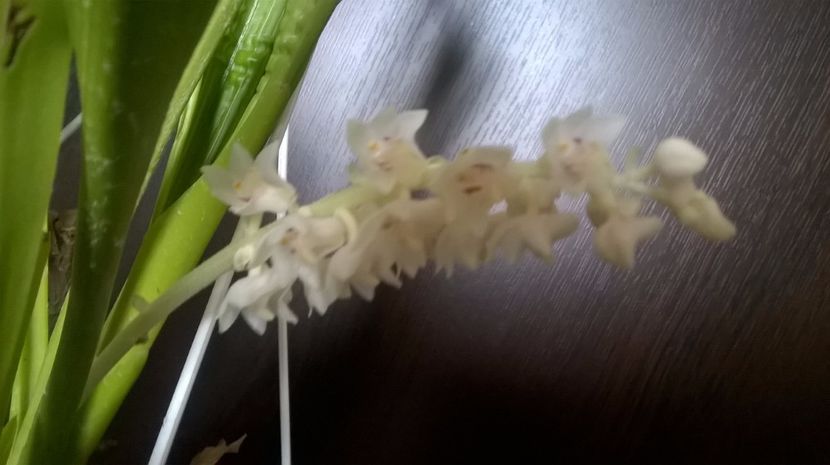  - orchidee eria hyacintodes ianuarie 2017