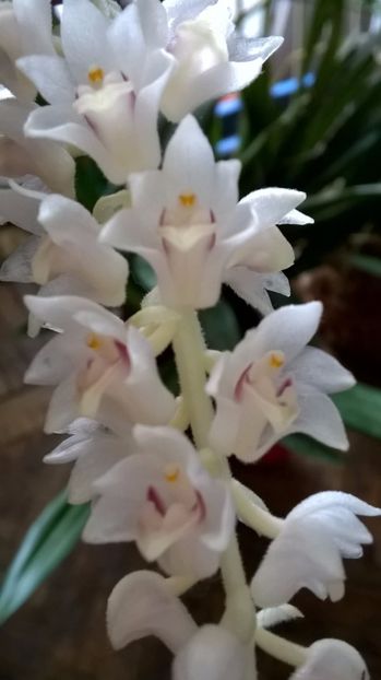  - orchidee eria hyacintodes ianuarie 2017