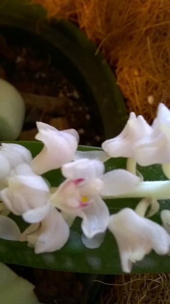  - orchidee eria hyacintodes ianuarie 2017