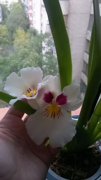  - Miltoniopsis Herr Alexandre octombrie 2016