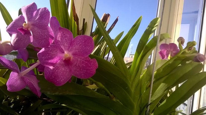  - vanda ascocenda septembrie-ianuarie 2017