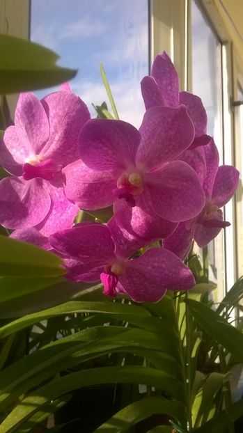  - vanda ascocenda septembrie-ianuarie 2017