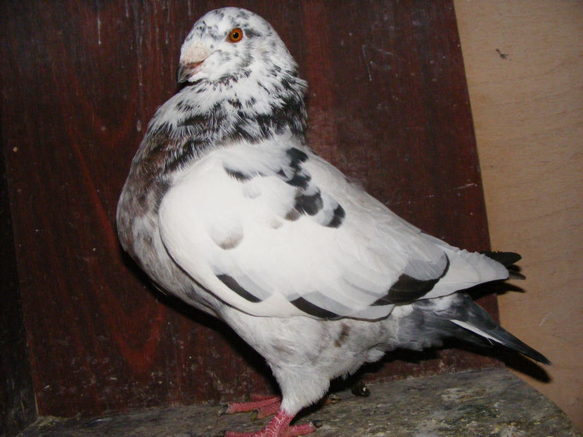 M 2016 VINDUT FEB. 2017