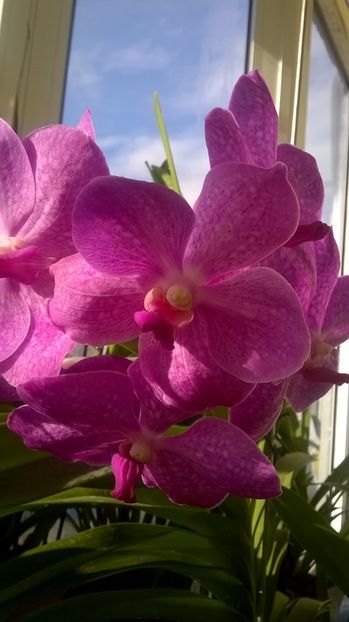  - vanda ascocenda septembrie-ianuarie 2017