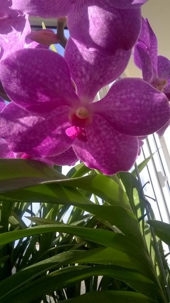  - vanda ascocenda septembrie-ianuarie 2017