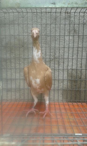  - For sale