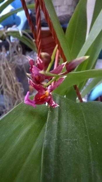  - oncidium sharry baby ianuarie 2017