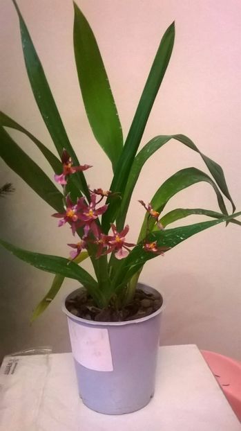  - oncidium sharry baby ianuarie 2017