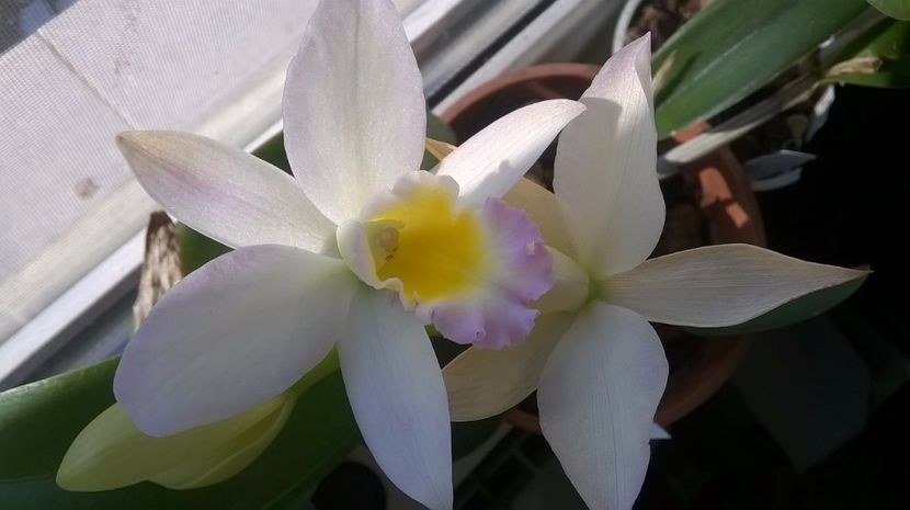  - cattleya infloriri octombrie 2016- ianuarie 2017