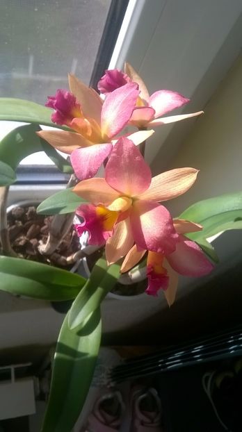  - cattleya infloriri octombrie 2016- ianuarie 2017