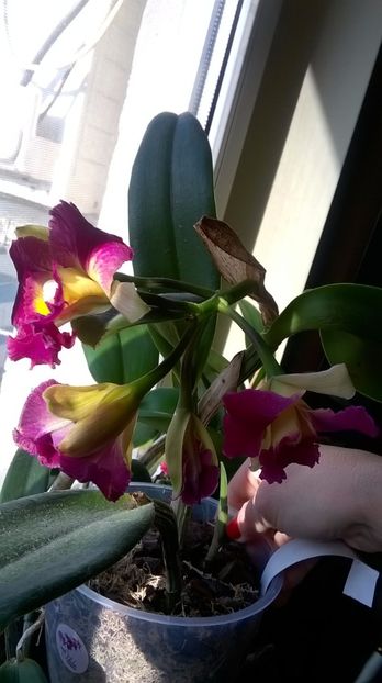  - cattleya infloriri octombrie 2016- ianuarie 2017