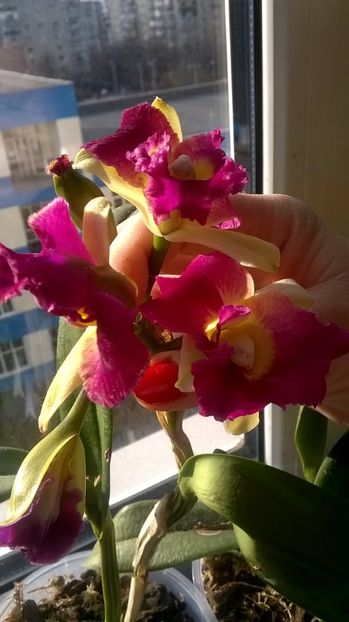  - cattleya infloriri octombrie 2016- ianuarie 2017