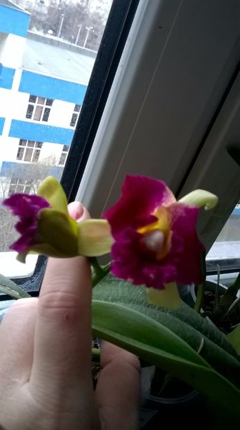  - cattleya infloriri octombrie 2016- ianuarie 2017