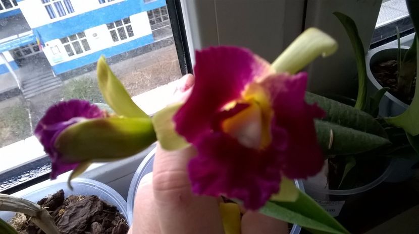  - cattleya infloriri octombrie 2016- ianuarie 2017