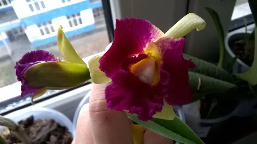  - cattleya infloriri octombrie 2016- ianuarie 2017