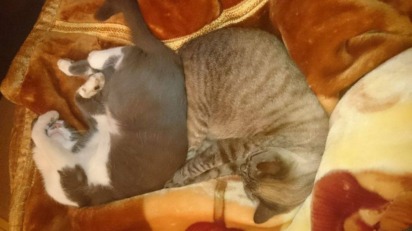 14455788_1147726691943503_356100148_o - Amy_Bell_Felix