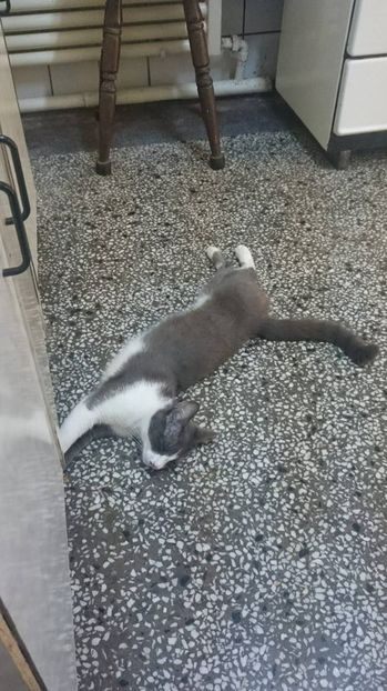 13575475_1088403004542539_315071465_o - Felix