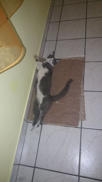  - Felix