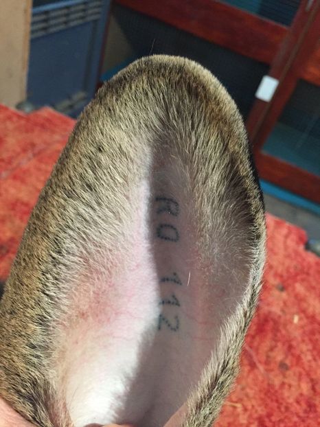 Mascul 4-_Vandut !!!