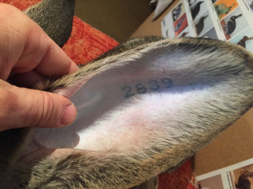 Mascul 4--Vandut !!!