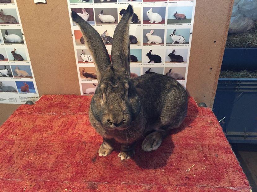 RO 112 2.6.39--Vandut !!!; Mascul 4 DE VANZARE !!!
