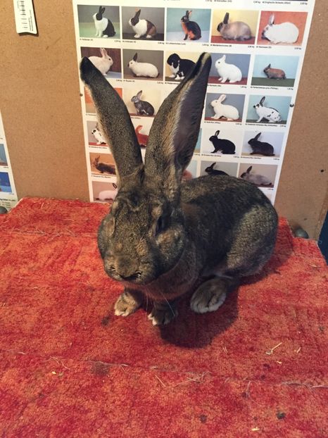 Mascul 4--Vandut !!!