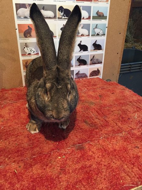 Mascul 4--Vandut !!!