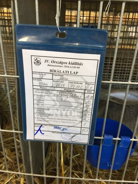 A participat la Nationala Ungariei 2016; 95,5 Puncte DE VANZARE !!!
