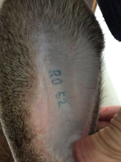 Femela 1--Vanduta !!!