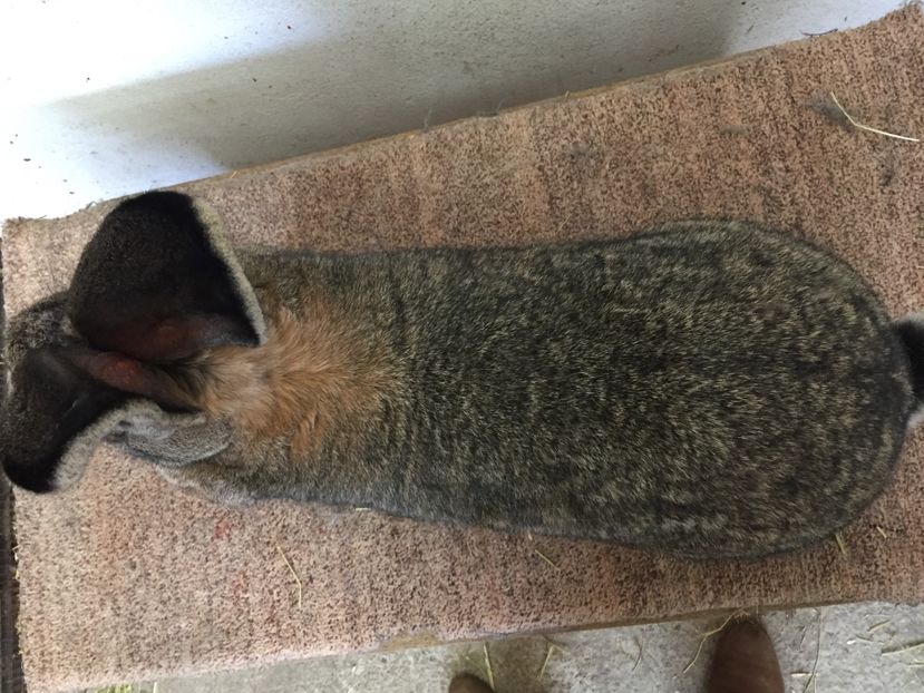 Femela 1--Vanduta !!!