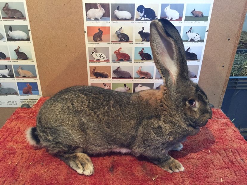 RO 113 2.6.39; DE VANZARE !!!
