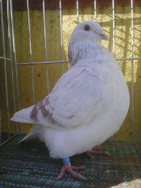 Photo0617 - Voiajori standard argintii