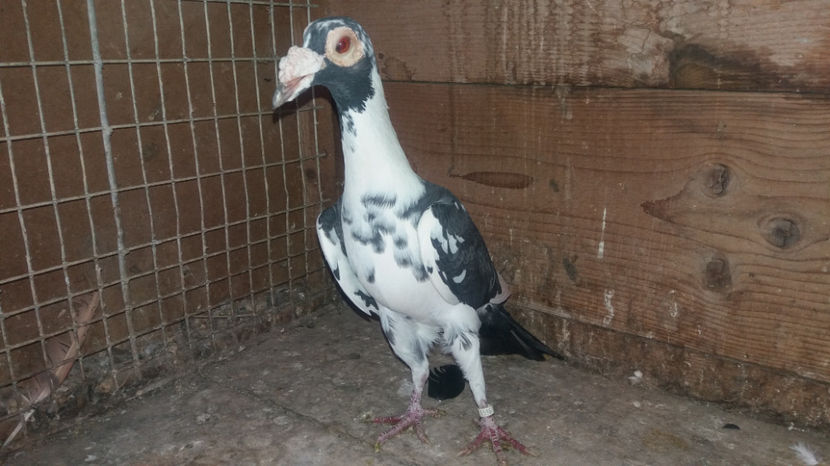 femela 2015   -vinduta