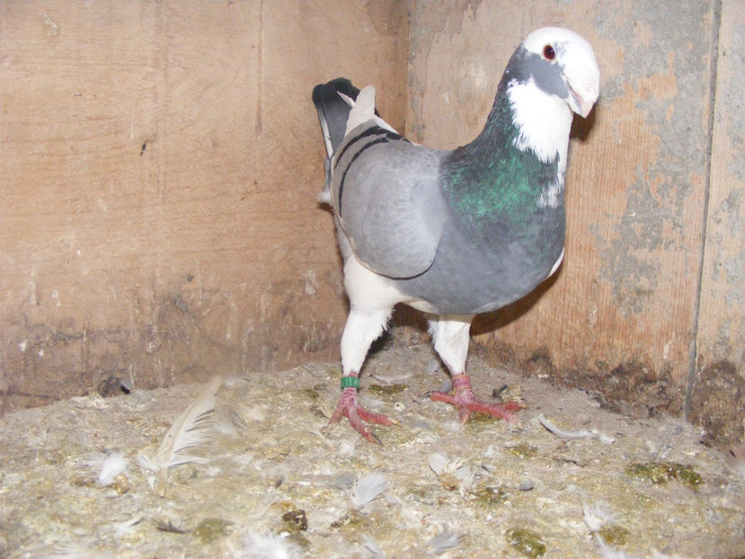 M 2013 VINDUT FEB. 2017