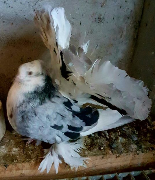  - VOLTATI INDIENI PENTRU 2023