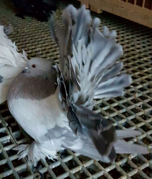  - VOLTATI INDIENI PENTRU 2023