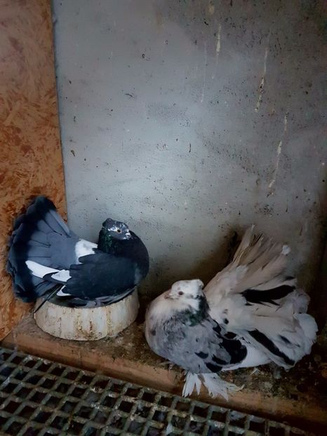  - VOLTATI INDIENI PENTRU 2023