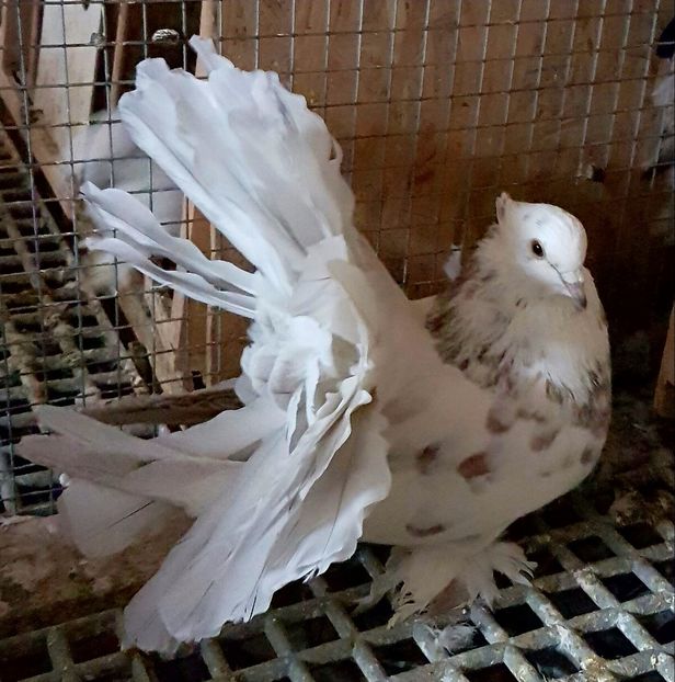  - VOLTATI INDIENI PENTRU 2023