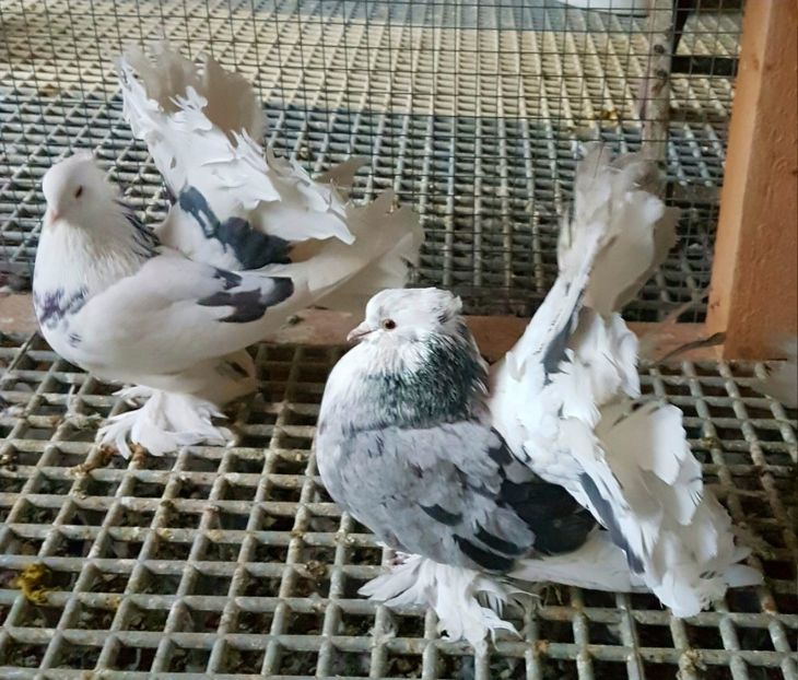  - VOLTATI INDIENI PENTRU 2023