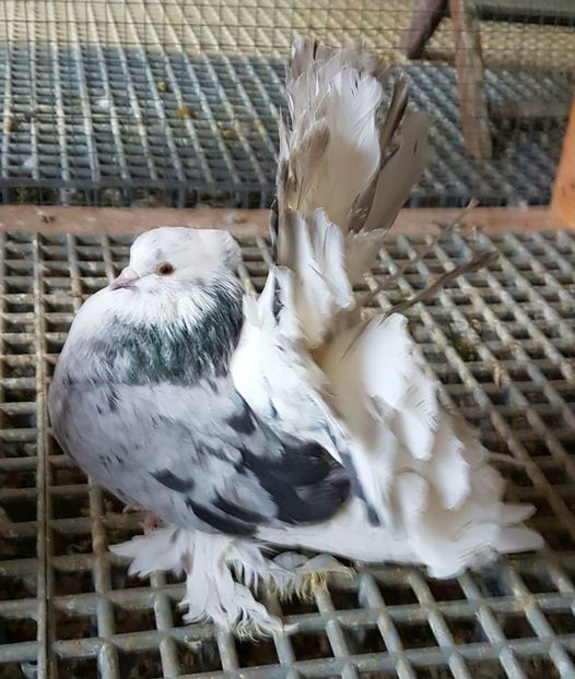  - VOLTATI INDIENI PENTRU 2023