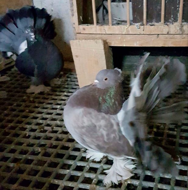  - VOLTATI INDIENI PENTRU 2023