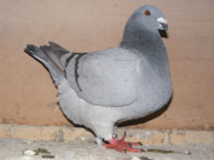 F 2016 VINDUTA FEB. 2017