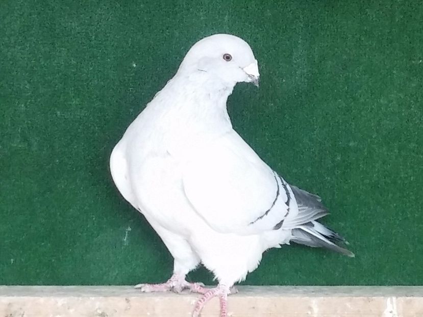  - Porumbei standard vanduti